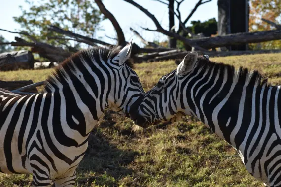 Casino Sticky Wilds Ondersteuning
